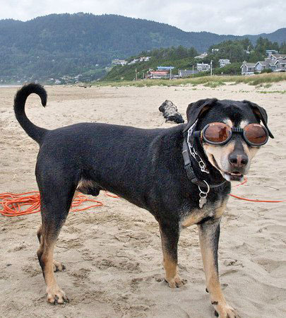 beach dog sunglasses