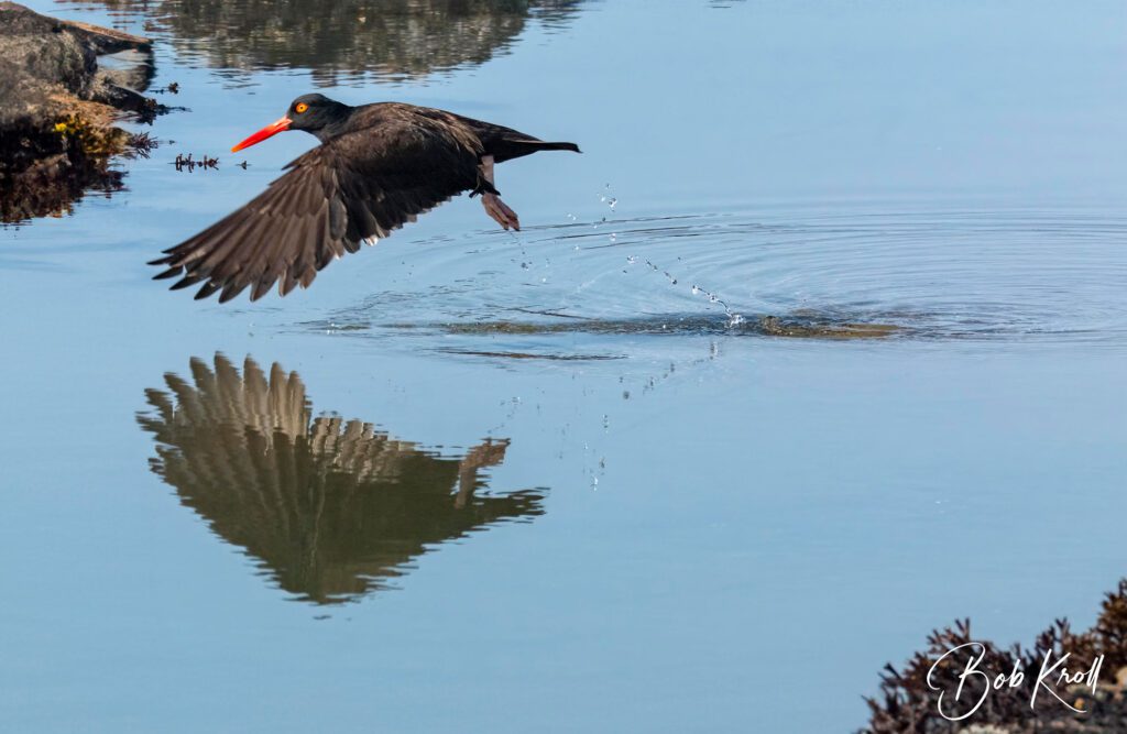 Black Oystercatcher flying water credit Bob Kroll