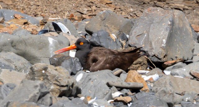 Black Oystercatcher rocky nesting credit Bob Kroll