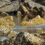 Black Oystercatcher three rocky ocean foraging