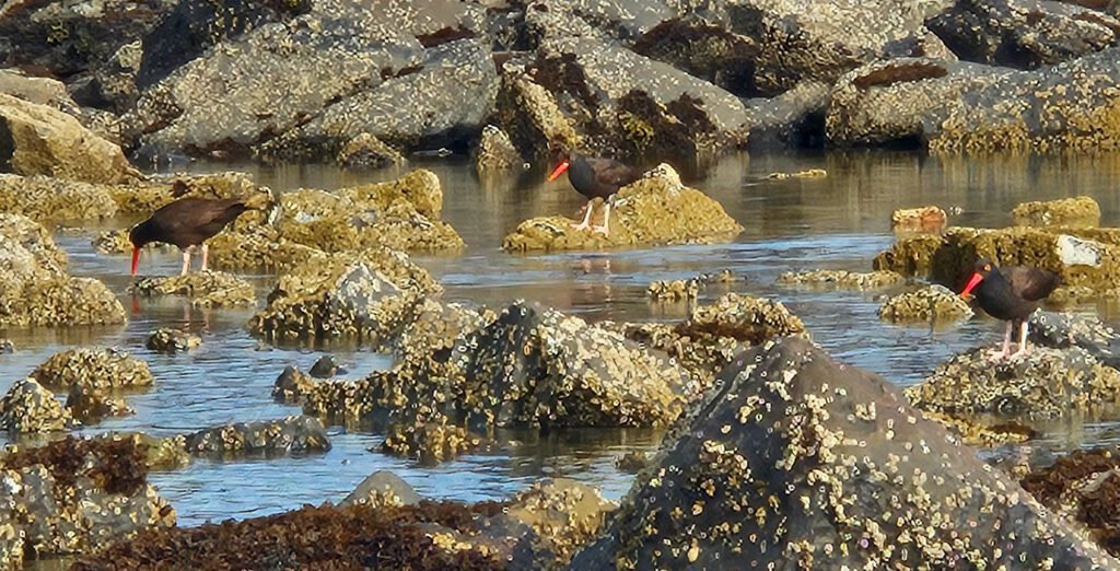 Black Oystercatcher three rocky ocean foraging alt