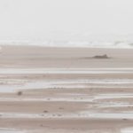 clamming foggy beach crop