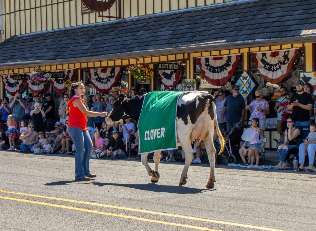 Cloverdale Parade cow 2024