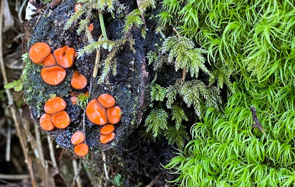 forest log mushrooms vegatation