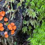 forest log mushrooms vegatation