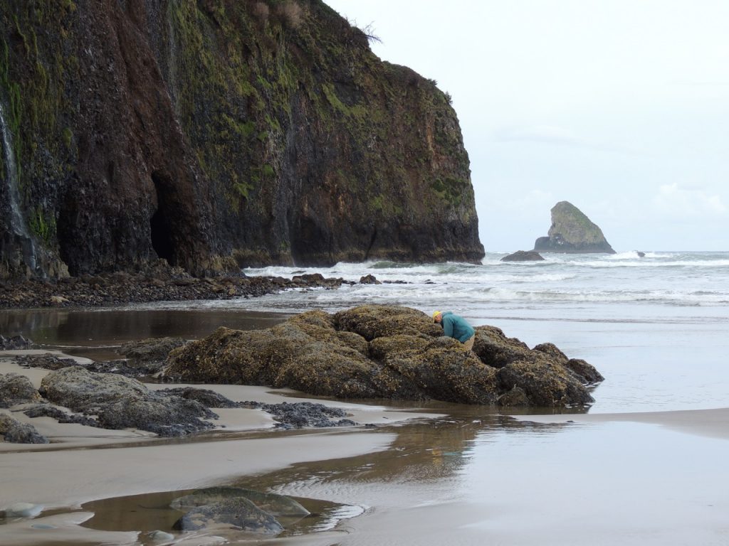 Low tide, tide pools