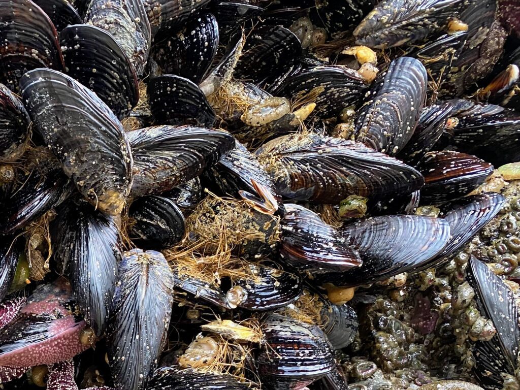 mussels
