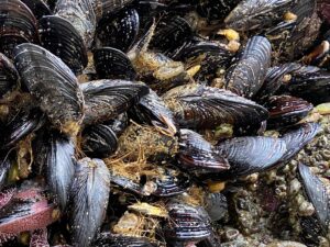 mussels