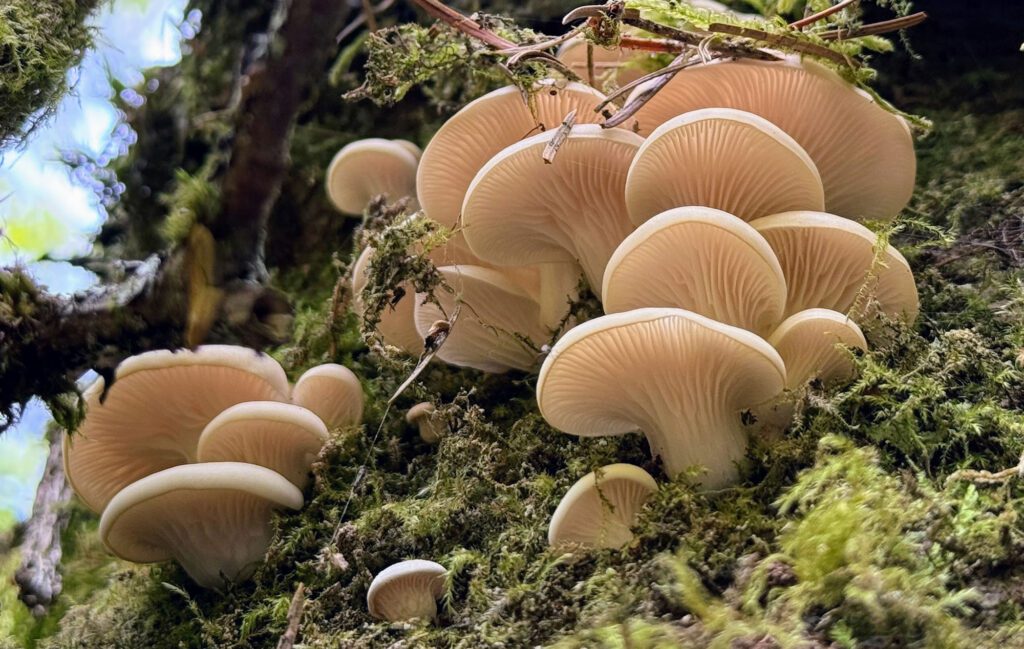 oyster mushrooms
