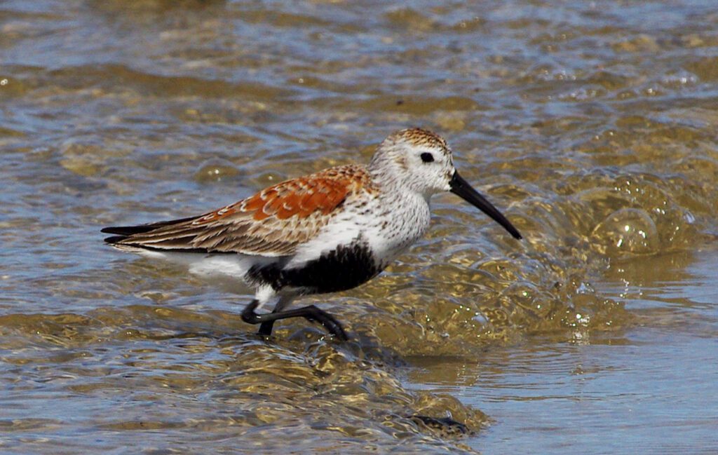 shore bird ocean edge