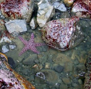 starfish tidepool rocky