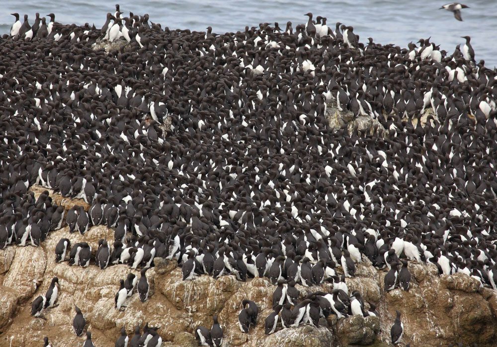 Big flock of black-and-white birds congregates on a giant rock in the water