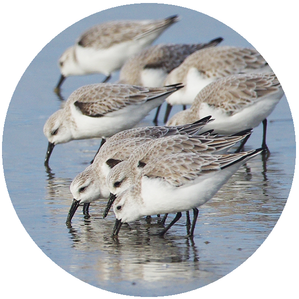 img circle ocean birds